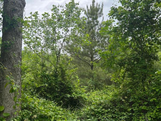 Land for sale in Philadelphia, Mississippi