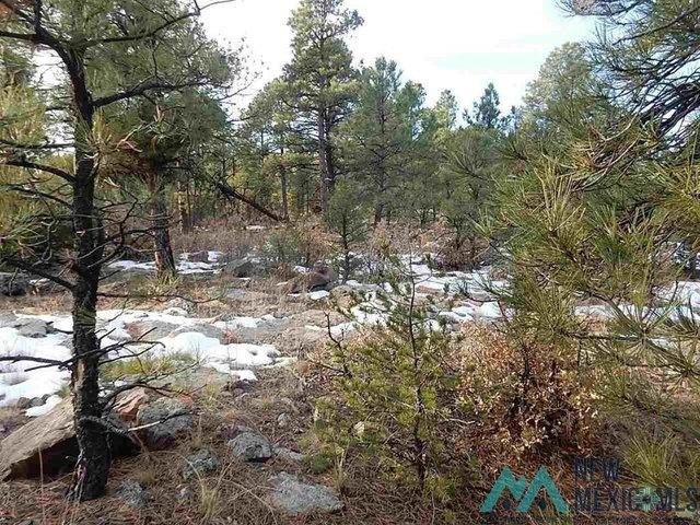Land for sale in Mora, New Mexico