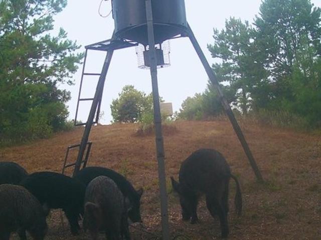 Farm for sale in Linden, Texas