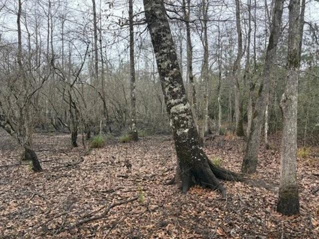 Land for sale in Hillister, Texas