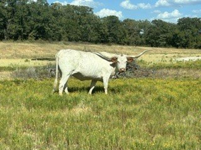 Land for sale in Sunset, Montague County
