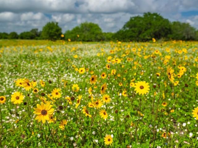 Land for sale in Edna, Texas