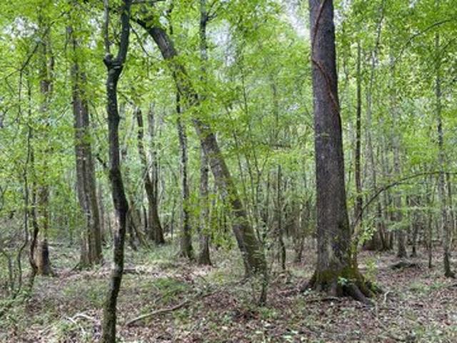 Land for sale in Mathiston, Mississippi