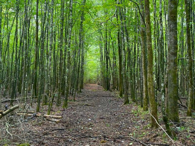 Land for sale in Mathiston, Mississippi