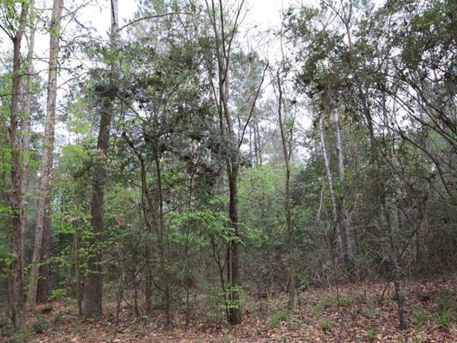 Land for sale in Colmesneil, Tyler County