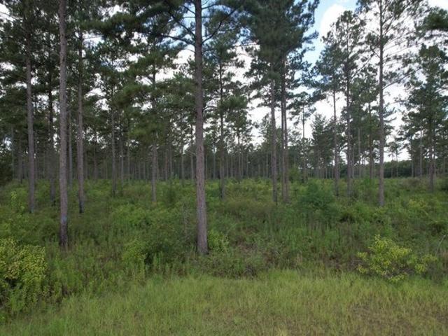 Land for sale in Ashford, Alabama