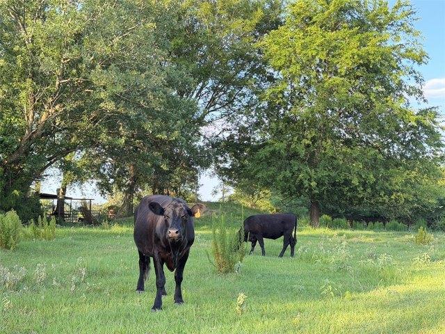 Land for sale in Titus, Texas