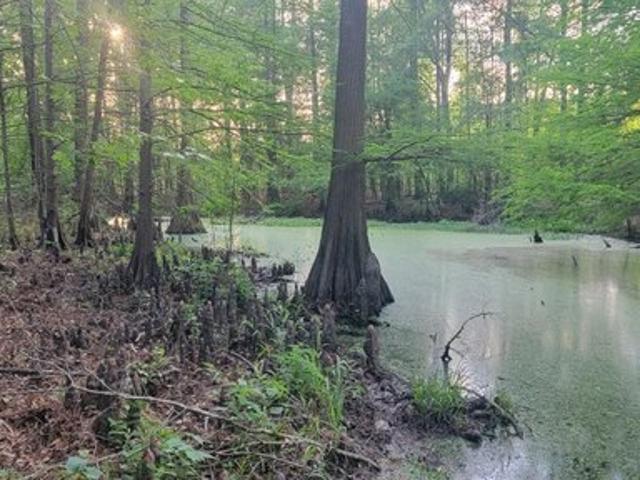 Land for sale in Panola, Texas