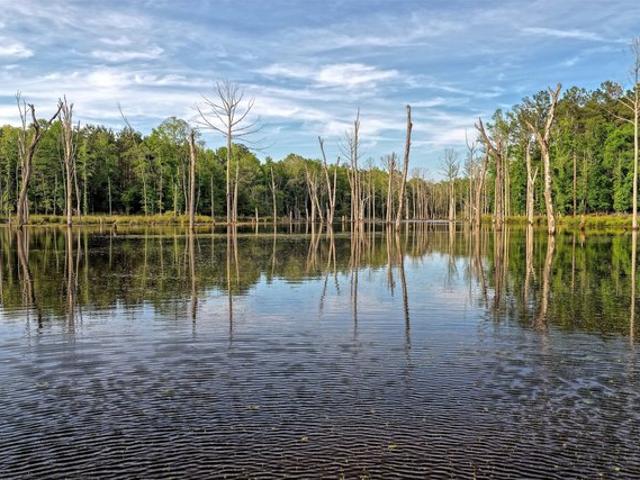 Land for sale in Panola, Texas