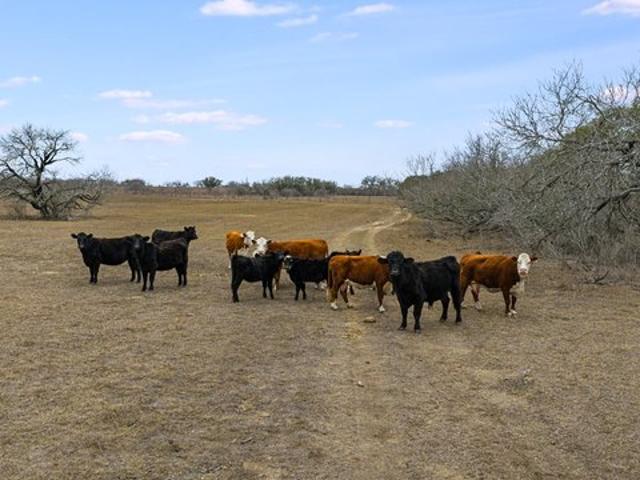 Farm for sale in Wilson, Texas