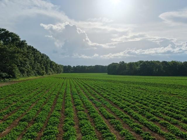 Land for sale in Geneva, Alabama