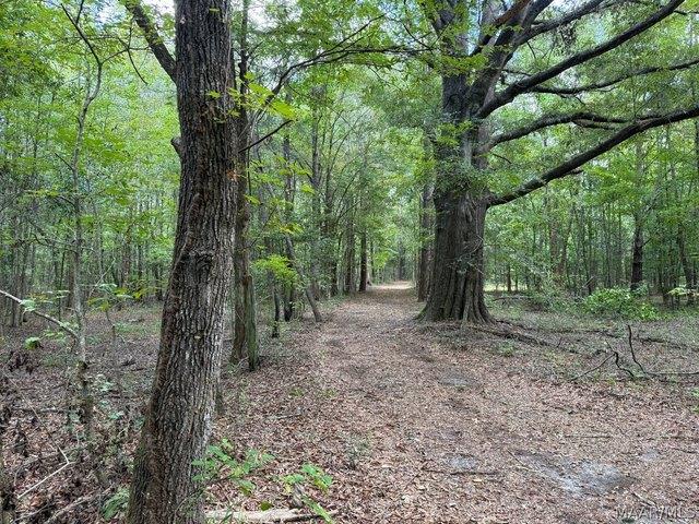 Land for sale in Bullock, Alabama