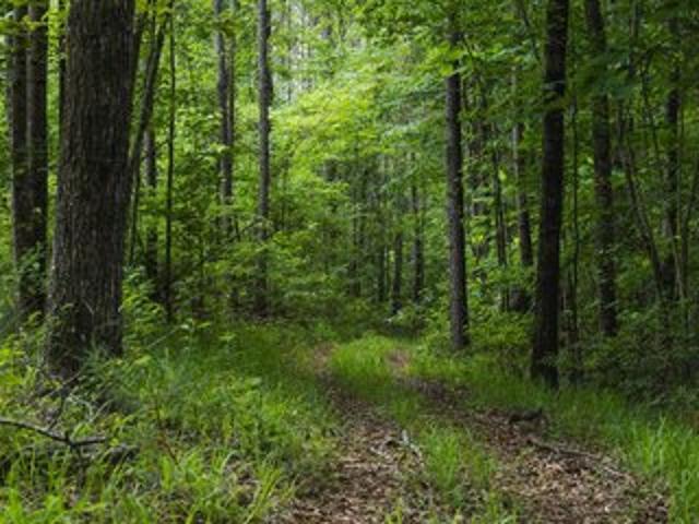 Land for sale in Greensboro, Alabama