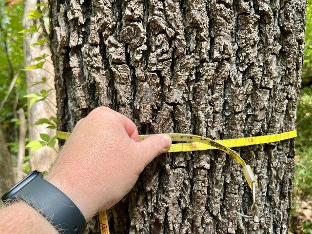 Land for sale in Alabama