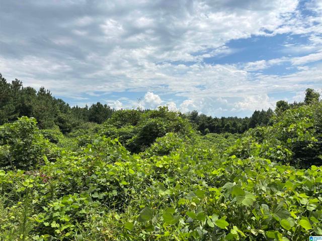Land for sale in Wadley, Alabama
