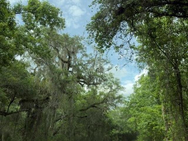 Land for sale in Webster, Florida