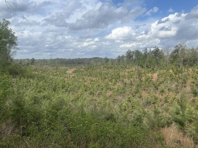Land for sale in Carrollton, Mississippi