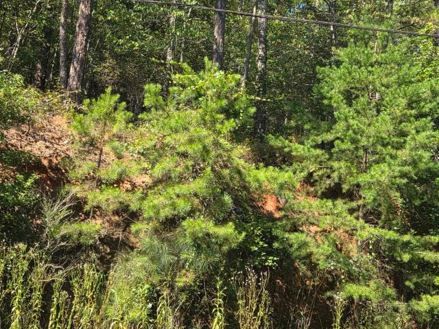 Land for sale in Wedowee, Alabama