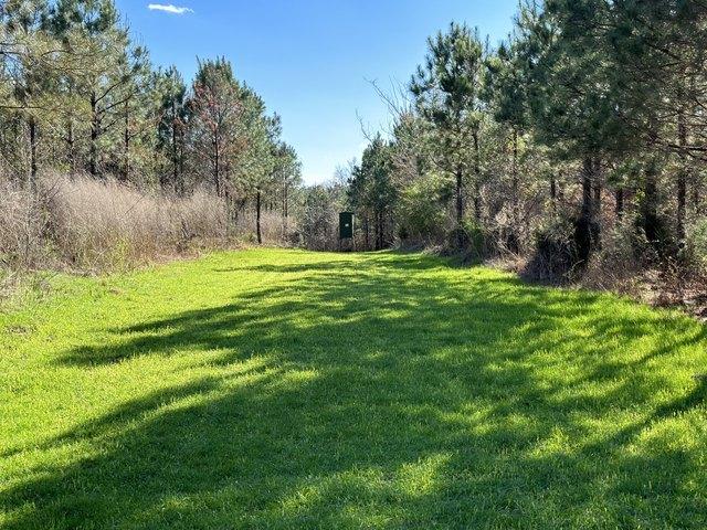 Land for sale in Millport, Alabama