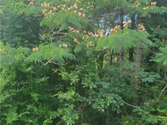 Land for sale in Tuskegee, Alabama