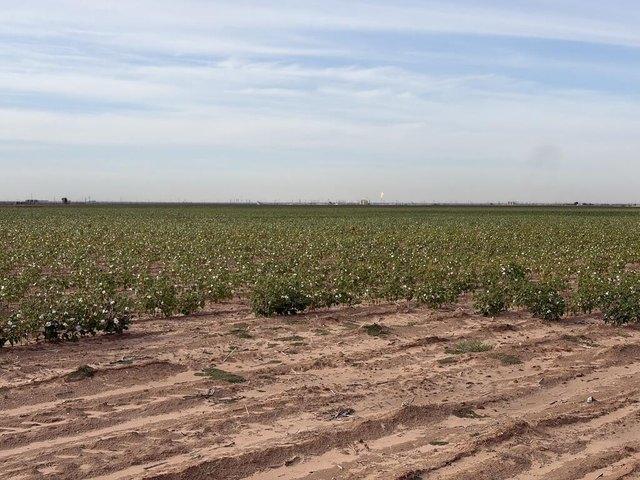 Land for sale in Stanton, Martin County