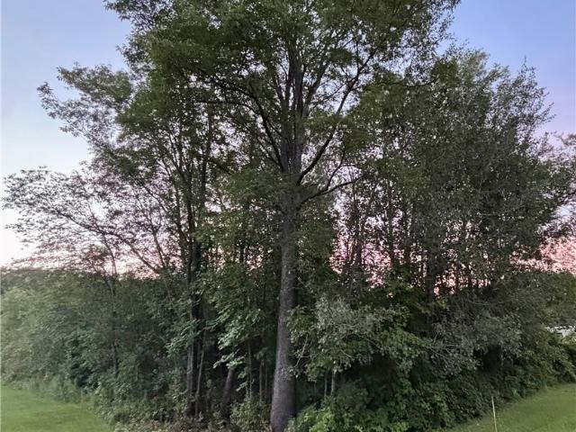 Land for sale in Cohocton, New York