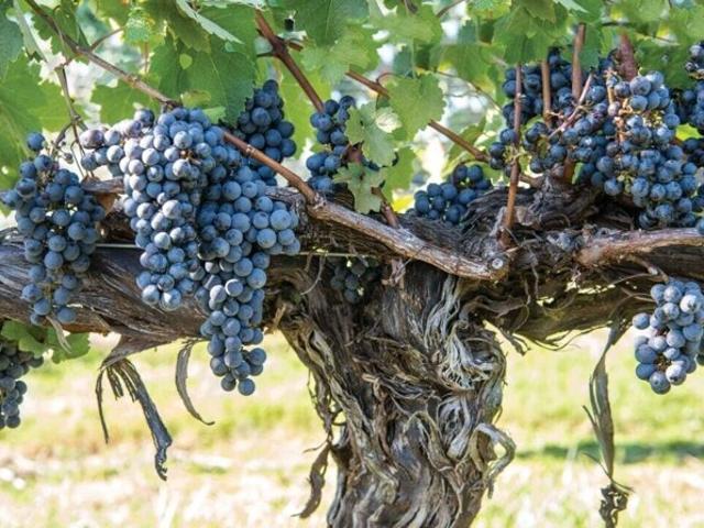 Land for sale in Virginia