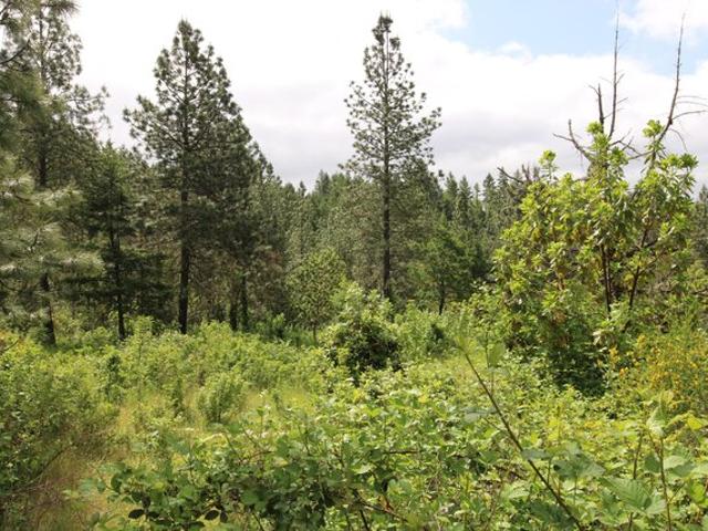 Land for sale in Riddle, Douglas County