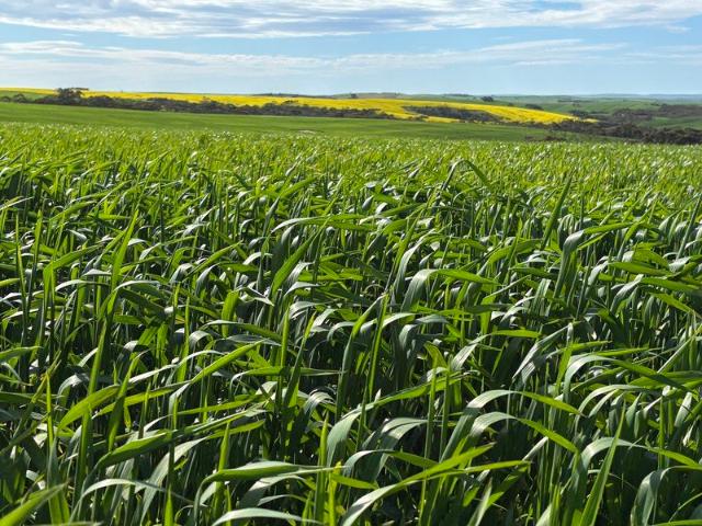 Cottage for sale in Lipson, South Australia
