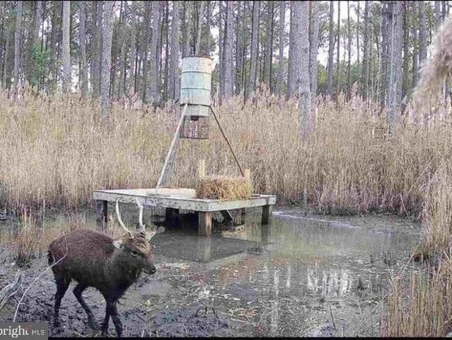 Land for sale in Dorchester, Maryland