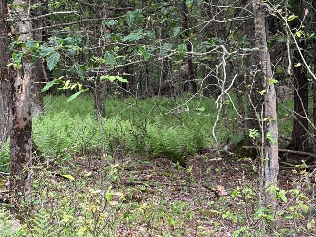 Land for sale in Mongaup Valley, Town of Bethel