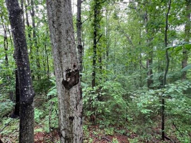 Land for sale in Rustburg