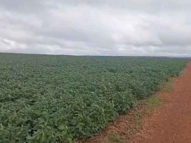 Sítio e chácara venda em Região Geográfica Imediata de Luziânia, Região Integrada de Desenvolvimento do Distrito Federal e Entorno