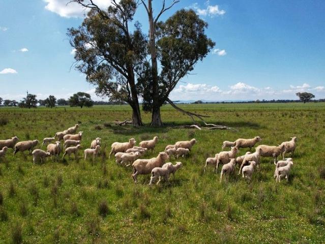 Acreage for sale in Peak Hill, New South Wales