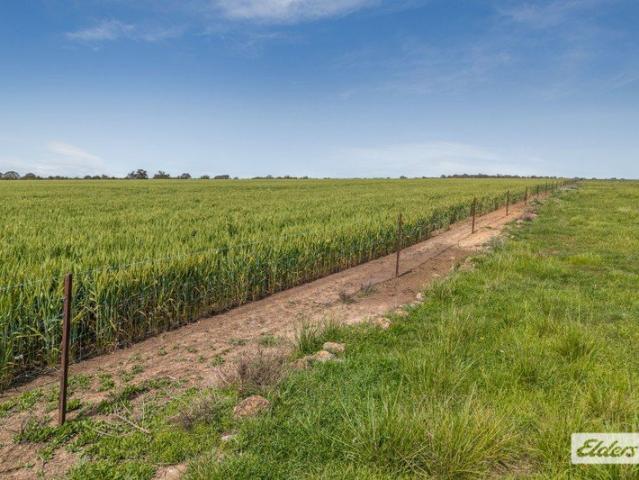 Land for sale in Baringhup