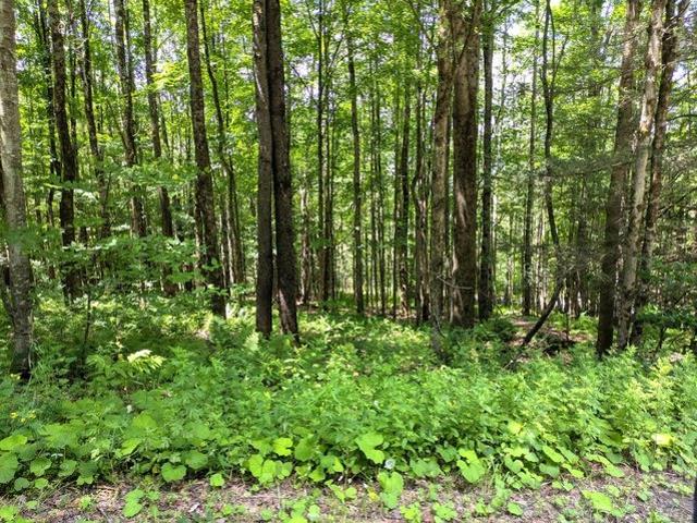 Land for sale in Downsville, Delaware County