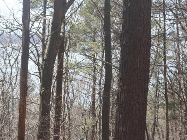 Land for sale in Beulah, Michigan