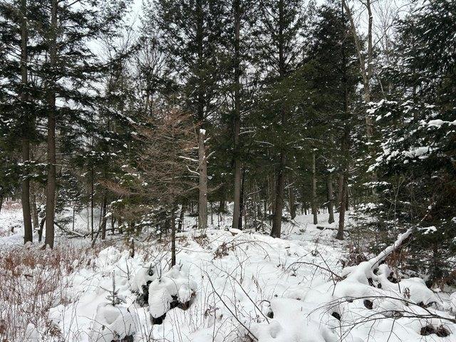 Land for sale in Pelican Lake, Wisconsin