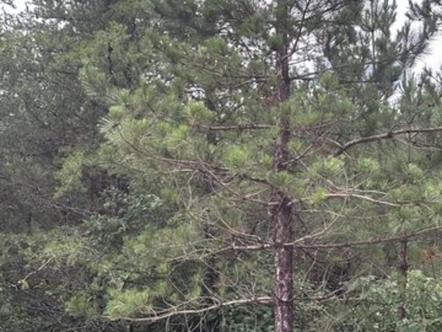 Land for sale in Tomahawk, Wisconsin