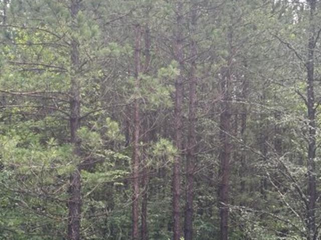 Land for sale in Tomahawk, Wisconsin