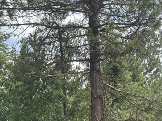 Land for sale in Tomahawk, Wisconsin