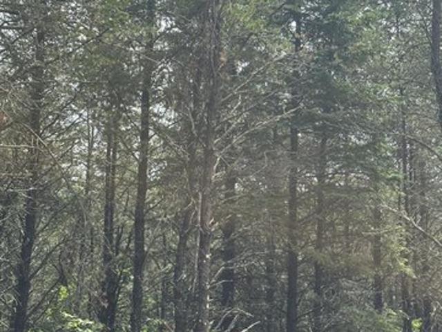 Land for sale in Tomahawk, Wisconsin