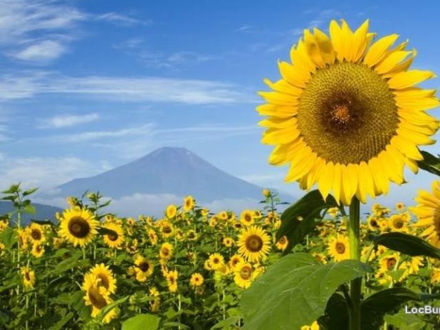 Teren vânzări în Romani