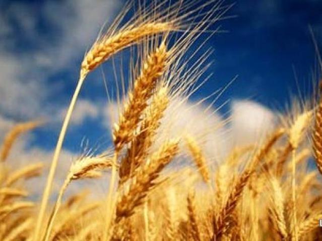 Teren vânzări în Romani