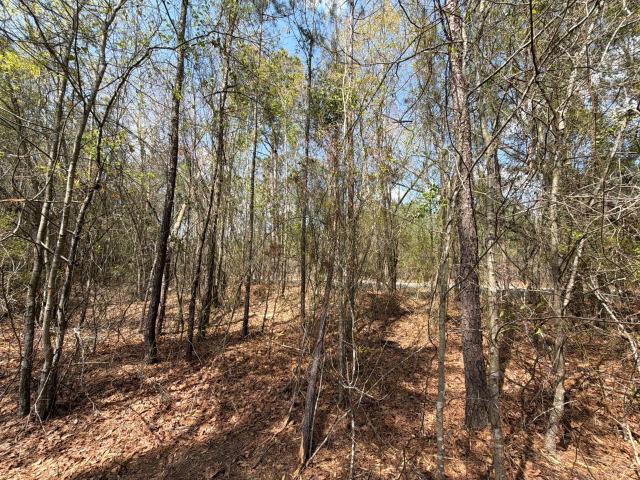 Land for sale in Ridge Spring, Aiken County