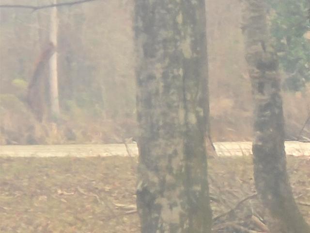 Land for sale in Akron, Alabama