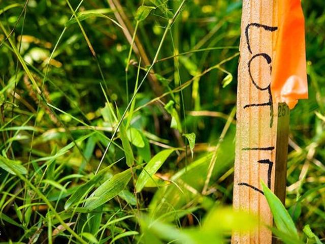 Land for sale in Brooksville, Mississippi
