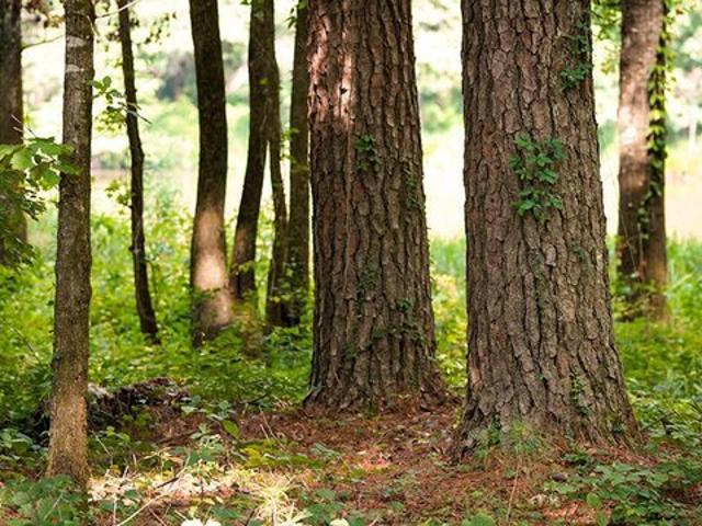 Land for sale in Brooksville, Mississippi