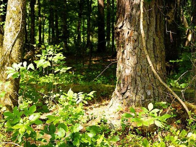 Land for sale in Brooksville, Mississippi