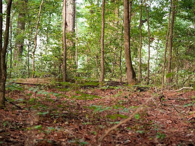 Land for sale in Brooksville, Mississippi